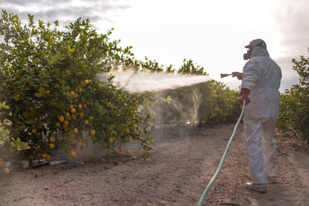 Best Affordable Pest Control Services  in Steubenville, OH