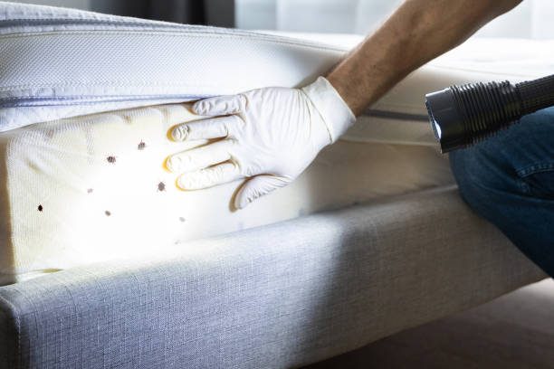 Best Best Pest Control Companies  in Steubenville, OH